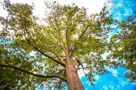 How Our Tree Care Process Works  in Corsicana, TX