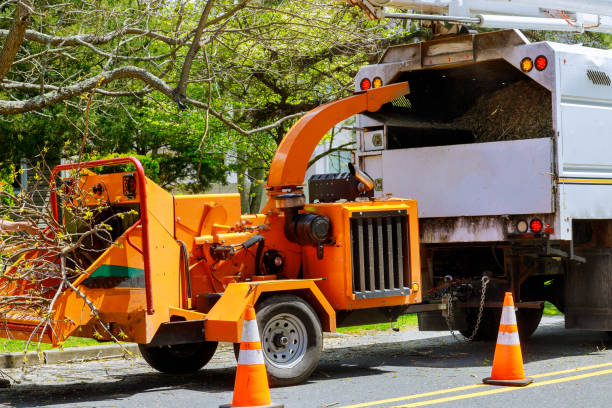 Best Tree Disease Treatment  in Corsicana, TX