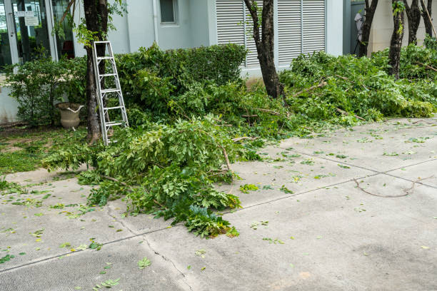 Best Hedge Trimming  in Corsicana, TX