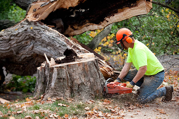 Best Fruit Tree Pruning  in Corsicana, TX