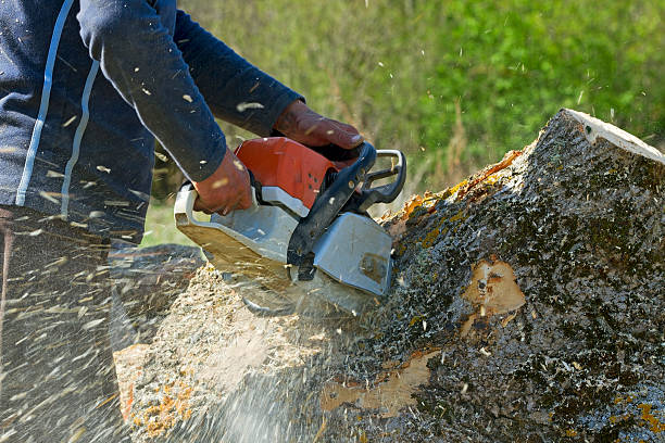 Best Seasonal Cleanup (Spring/Fall)  in Corsicana, TX